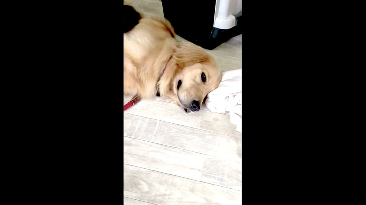 ゴールデンレトリーバー,動画