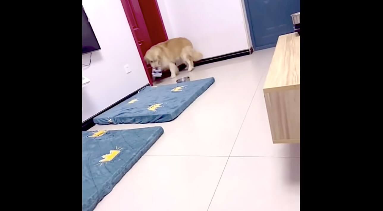 ゴールデンレトリーバー,動画