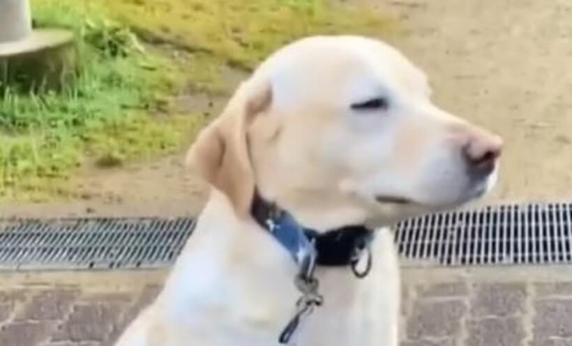 ラブラドールレトリーバー,動画
