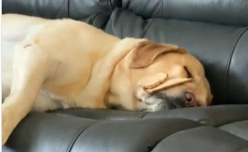 ラブラドールレトリーバー,動画