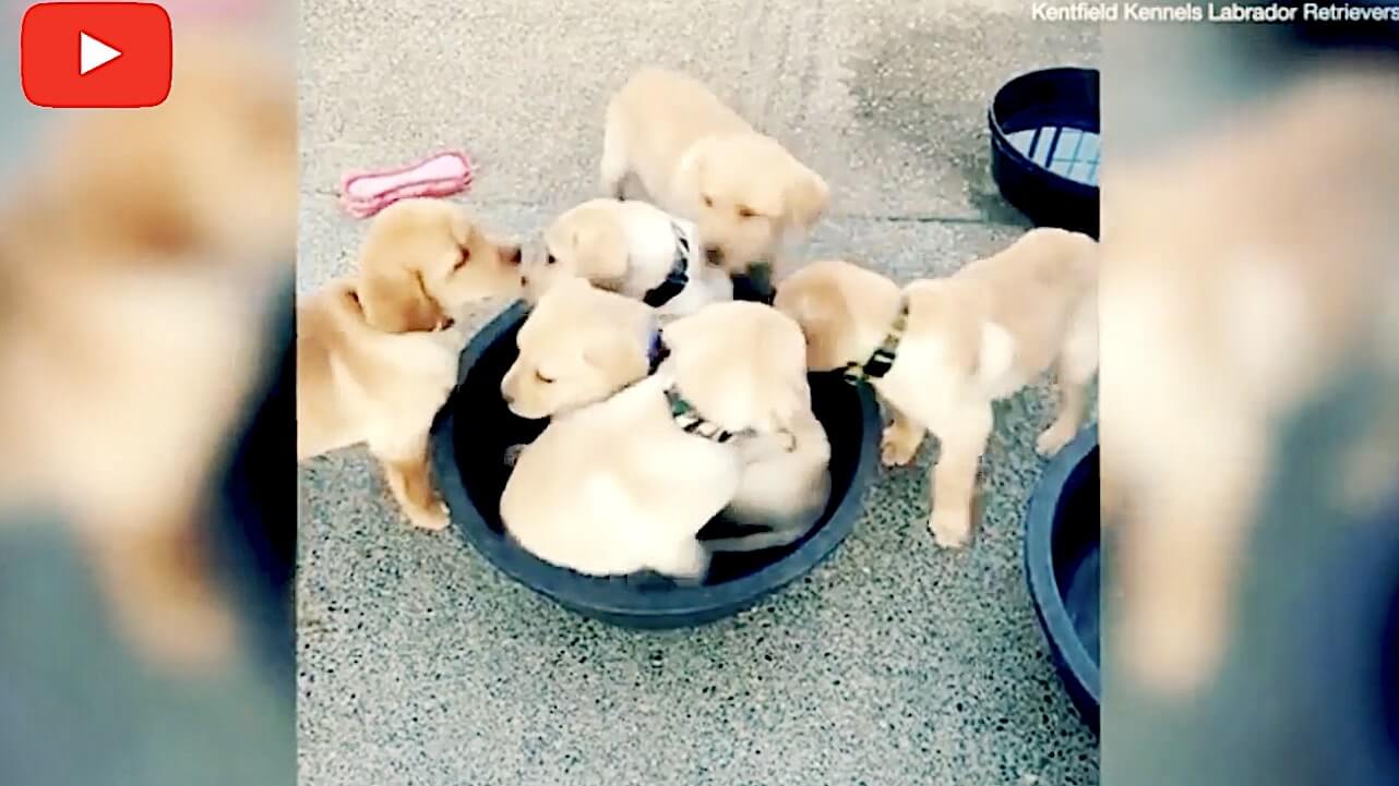 ラブラドールレトリーバー,動画