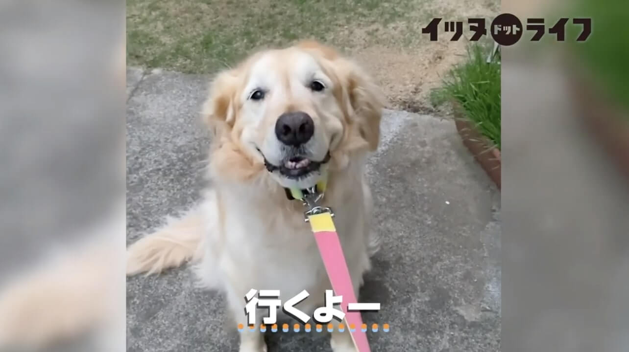 ゴールデン,動画,イッヌドットライフ