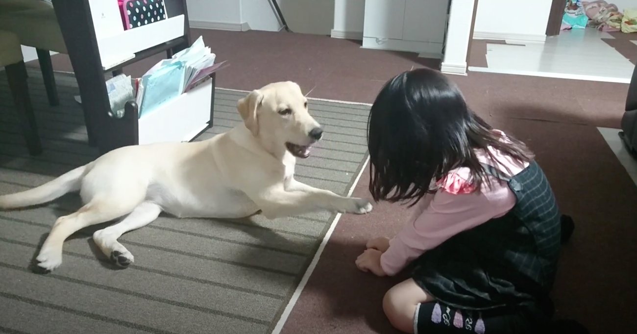 ラブラドールレトリーバー,動画