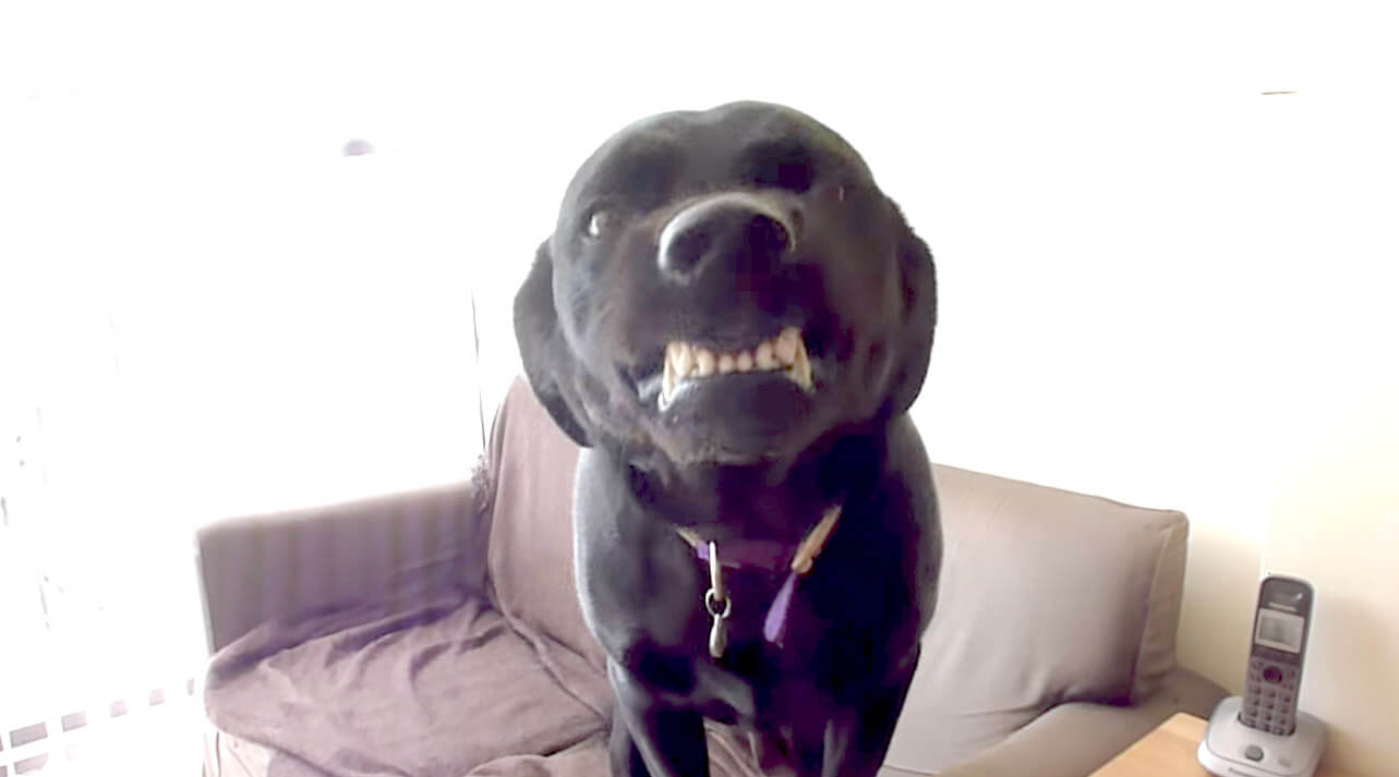 ラブラドールレトリーバー,動画