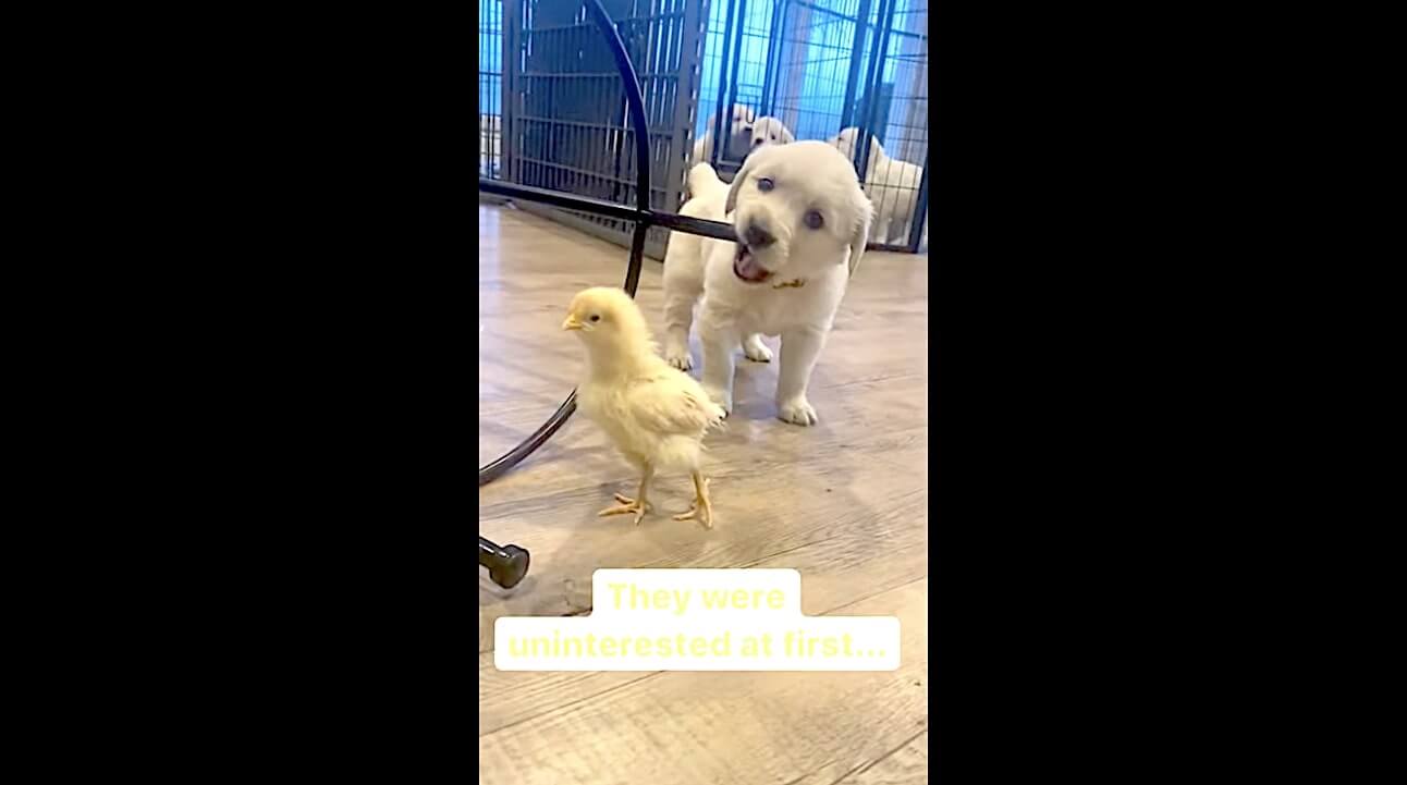 ゴールデンレトリーバー,動画