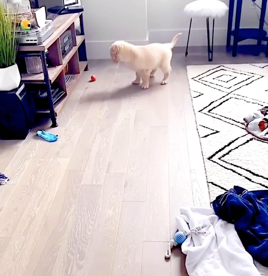 ゴールデンレトリーバー,動画