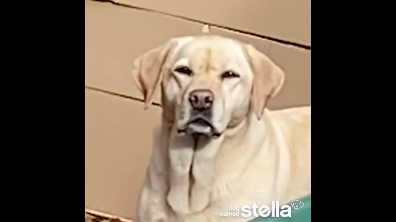 ラブラドールレトリーバー,動画