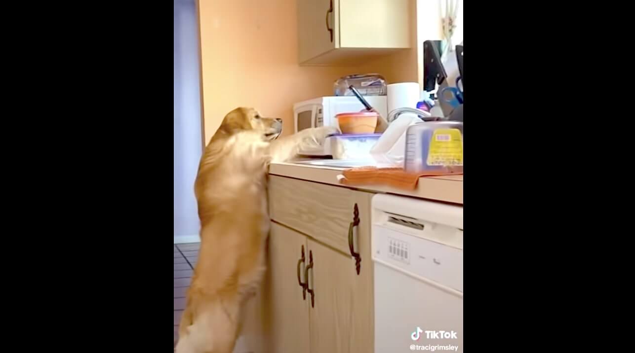 ゴールデンレトリーバー,動画