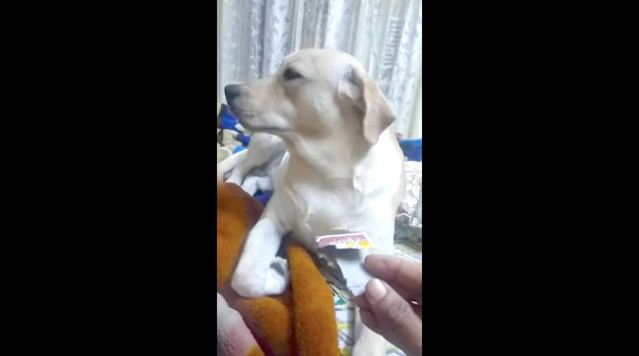 ラブラドールレトリーバー,動画