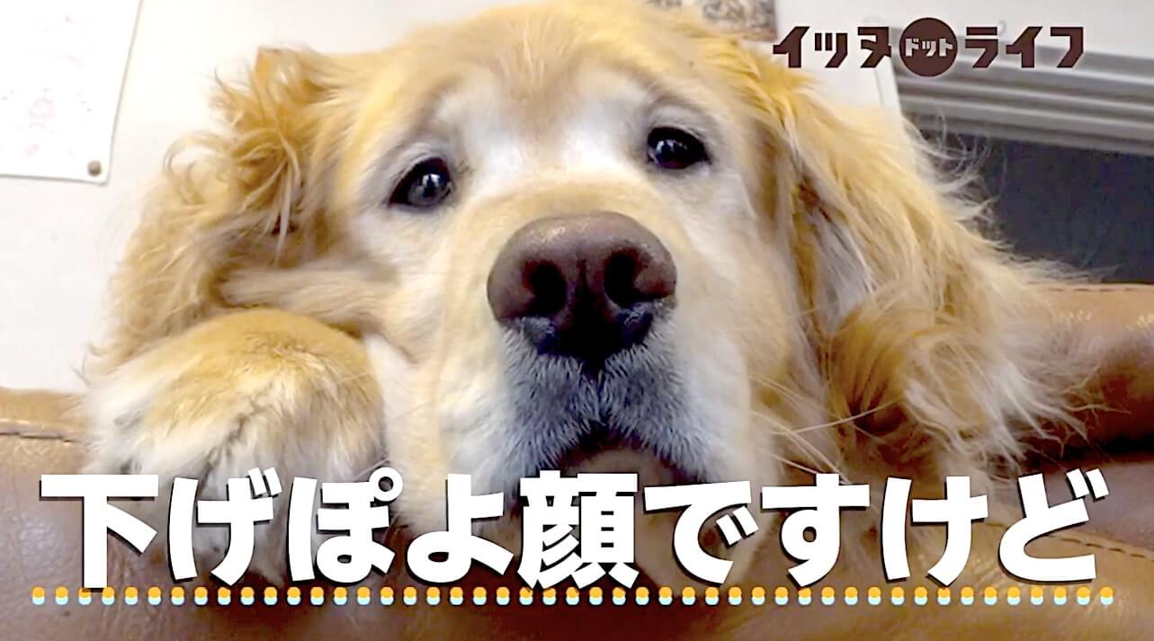 ゴールデン,動画,イッヌドットライフ