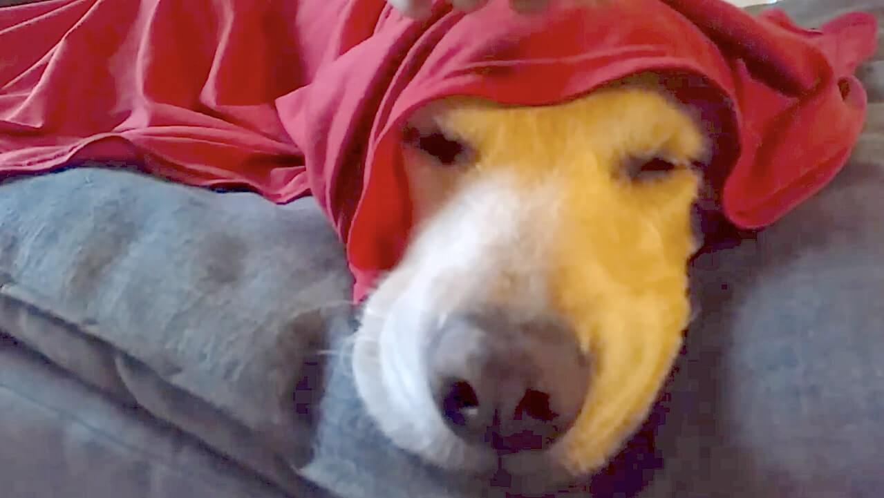 ゴールデンレトリーバー,動画