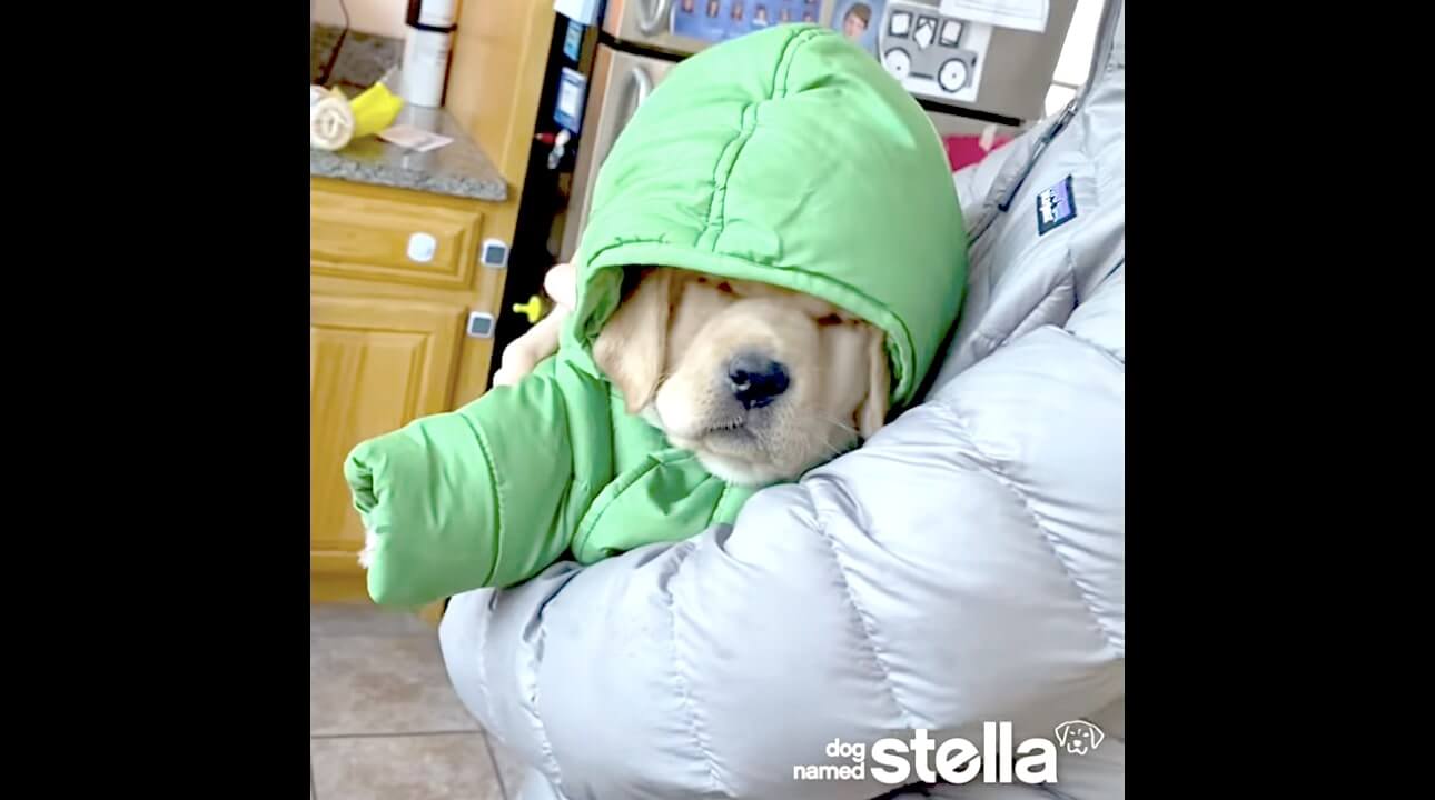 ラブラドールレトリーバー,動画