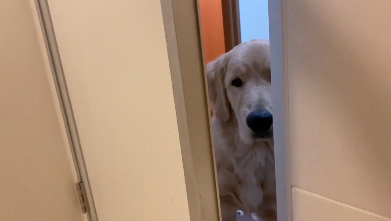 ゴールデンレトリーバー,動画