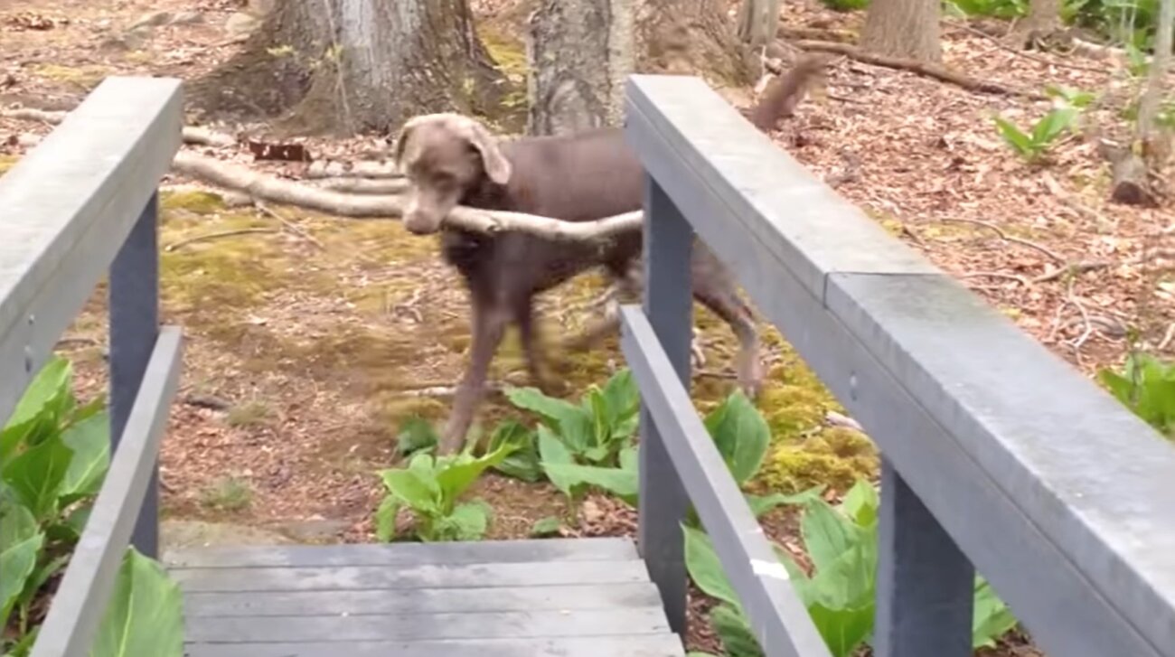 ラブラドールレトリーバー,動画