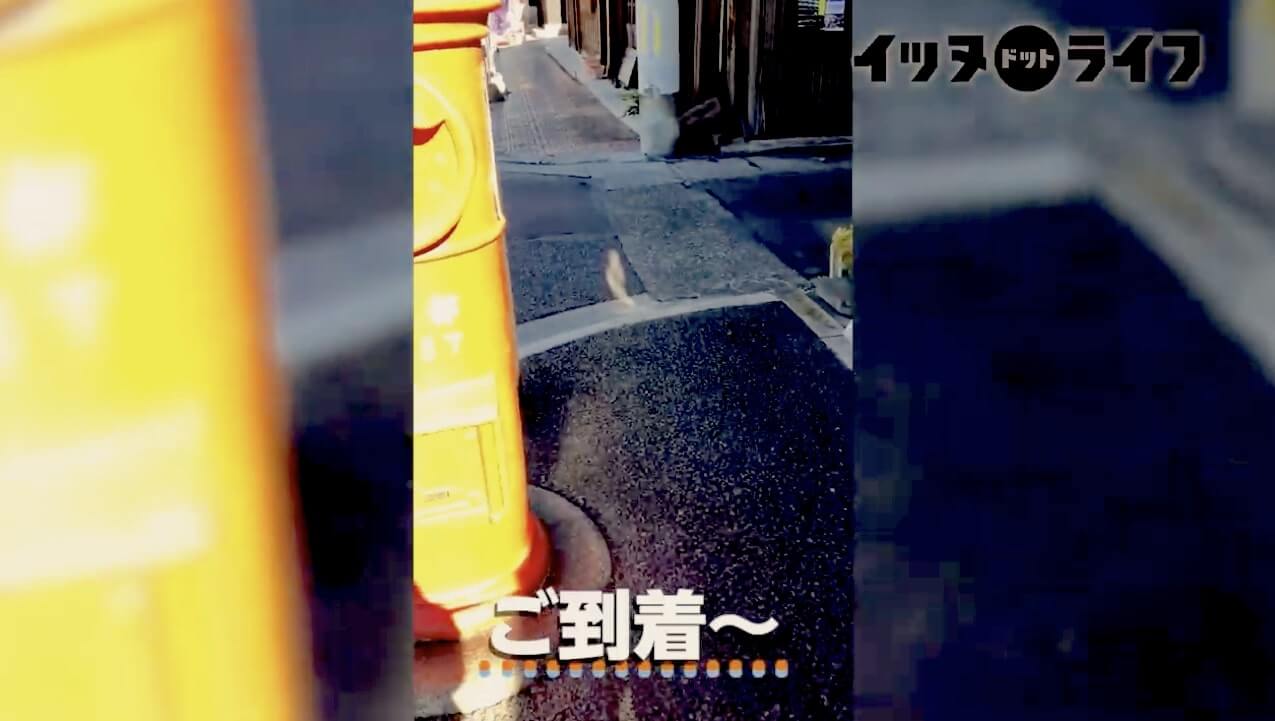 ゴールデンレトリーバー,動画,イッヌドットライフ