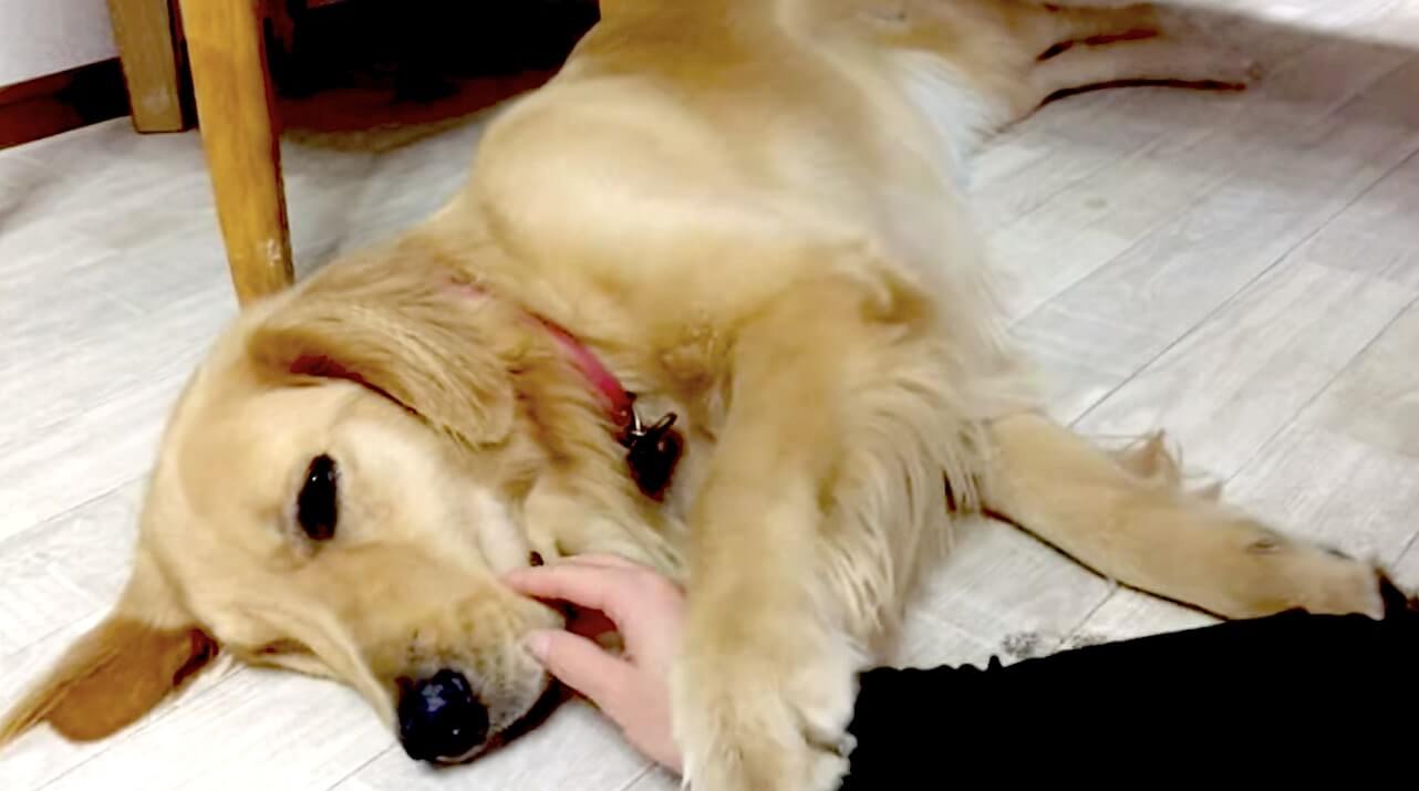 ゴールデンレトリーバー,動画