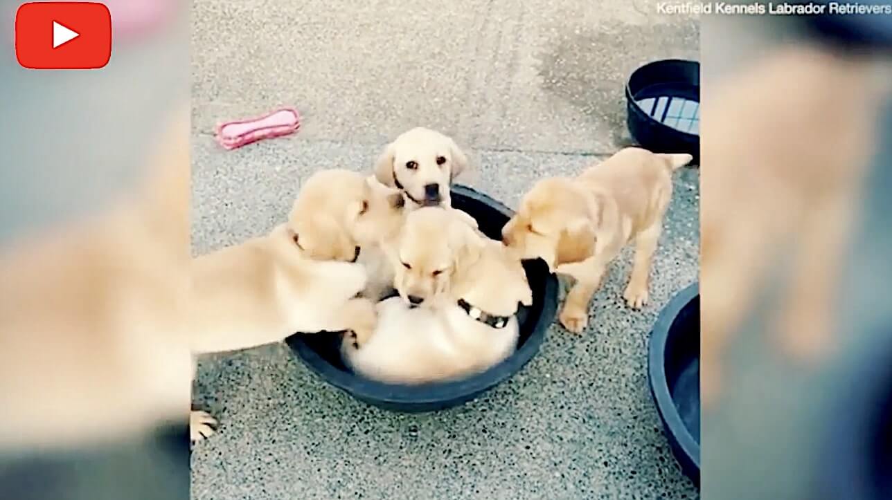 ラブラドールレトリーバー,動画