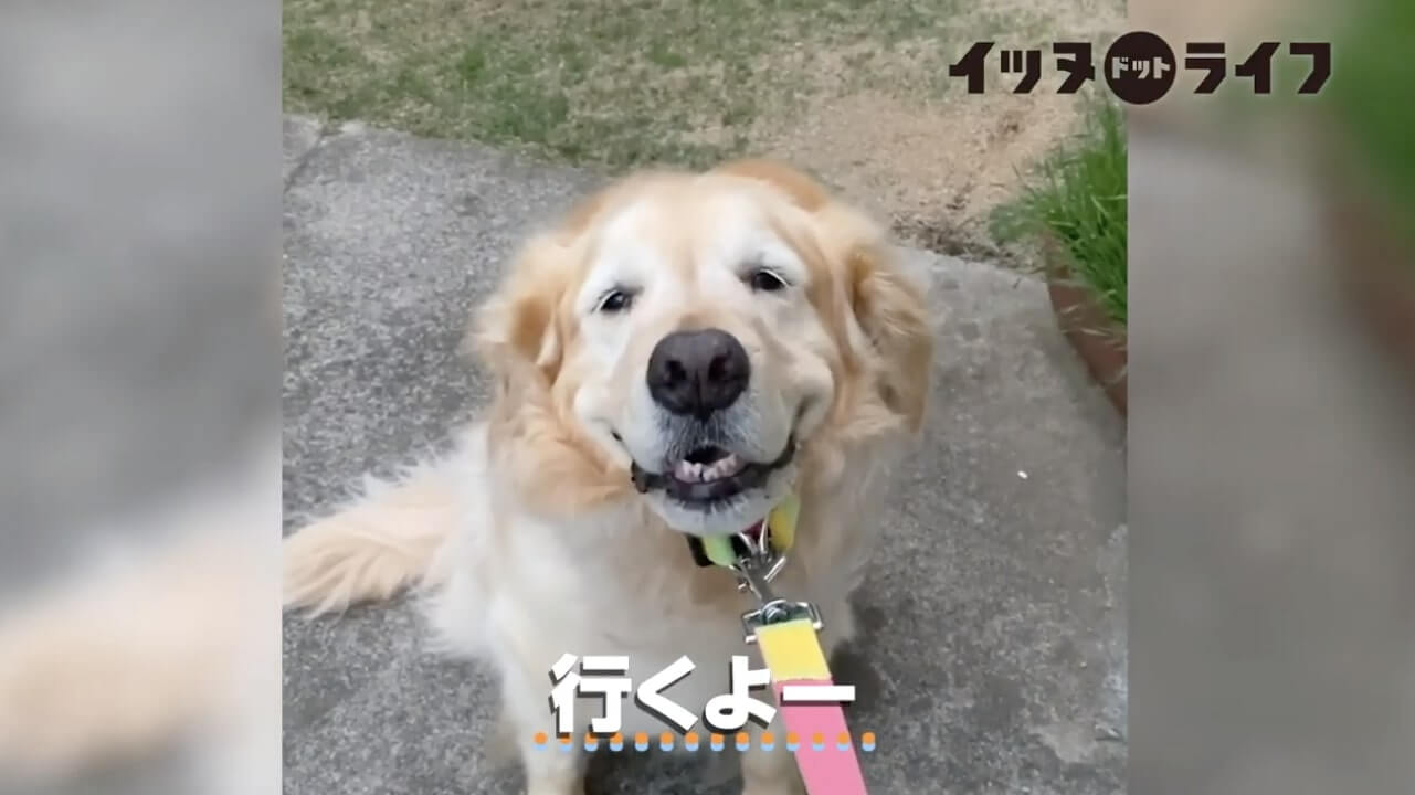 ゴールデン,動画,イッヌドットライフ