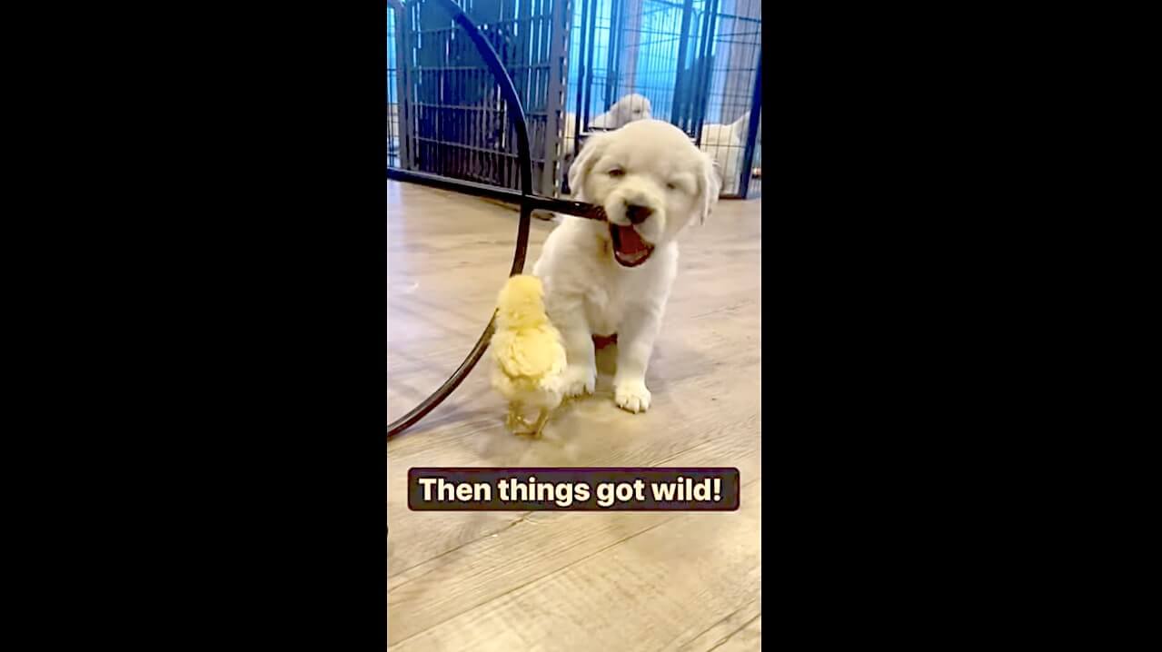 ゴールデンレトリーバー,動画