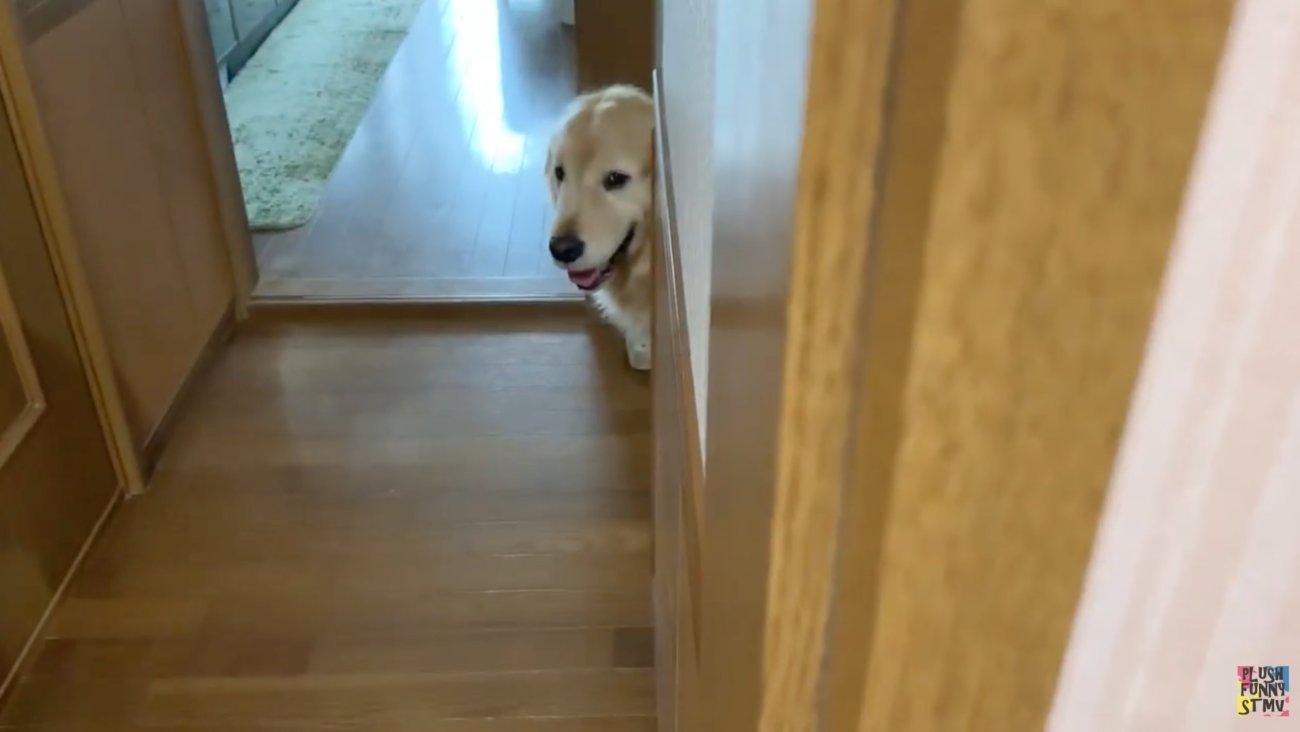 ゴールデンレトリーバー,動画