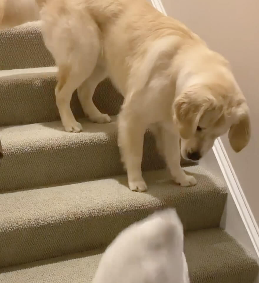 ゴールデンレトリーバー,動画