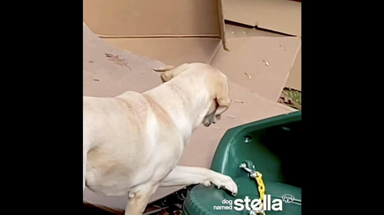 ラブラドールレトリーバー,動画