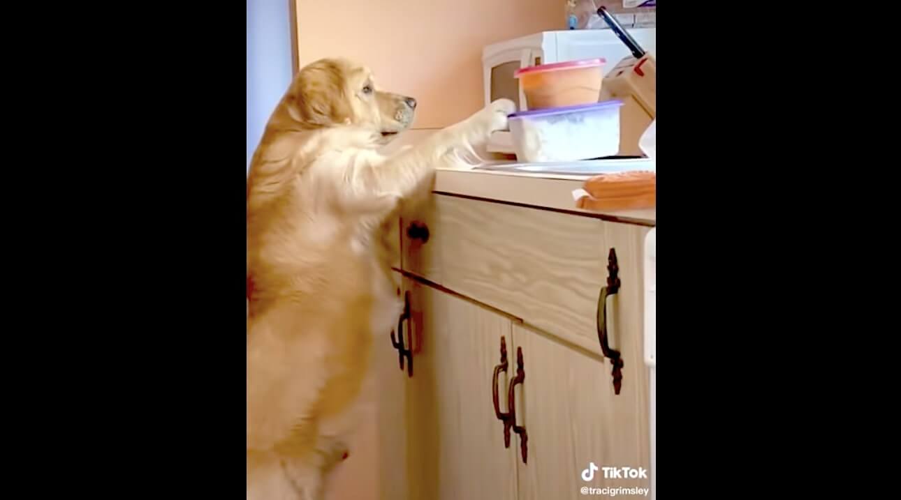 ゴールデンレトリーバー,動画