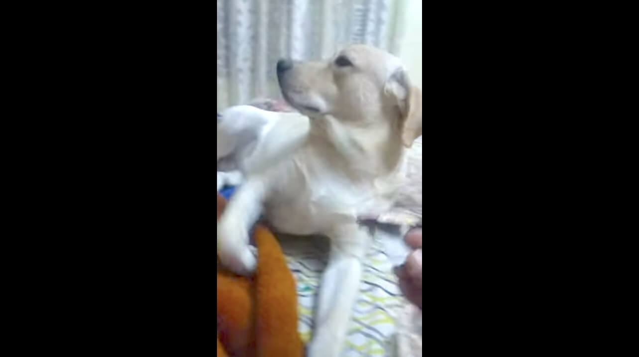 ラブラドールレトリーバー,動画
