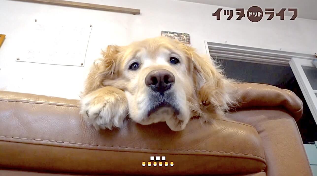 ゴールデン,動画,イッヌドットライフ