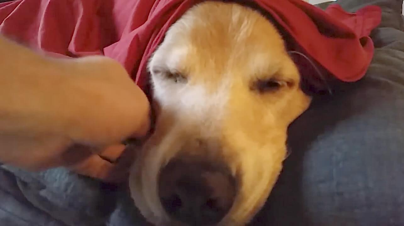 ゴールデンレトリーバー,動画