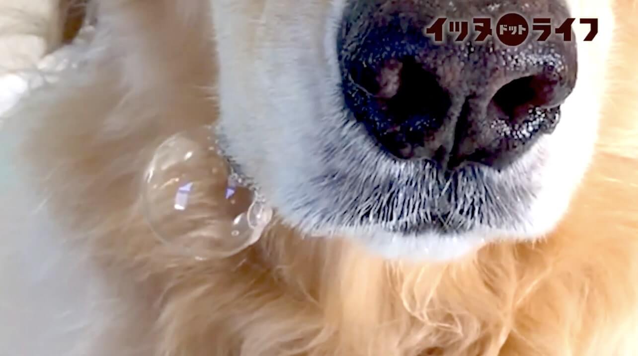 ゴールデン,動画,イッヌドットライフ