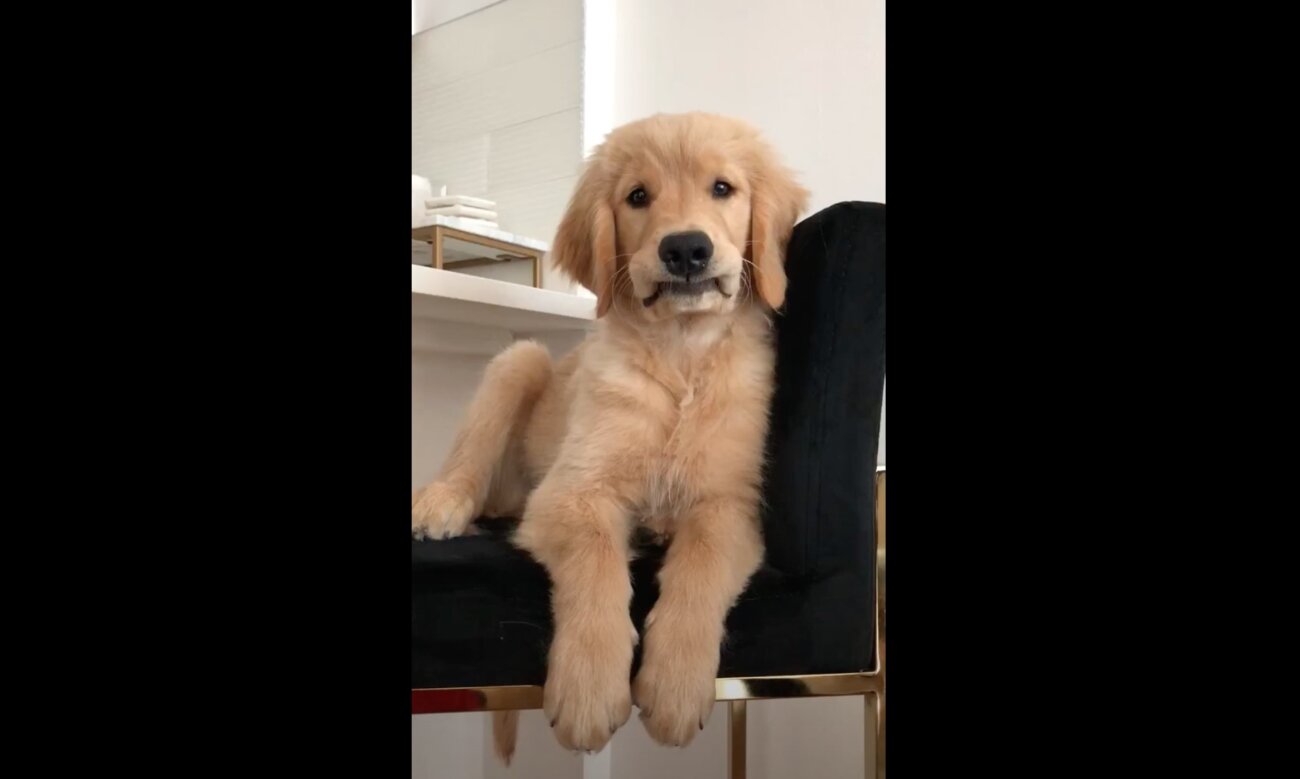 ゴールデンレトリーバー,動画