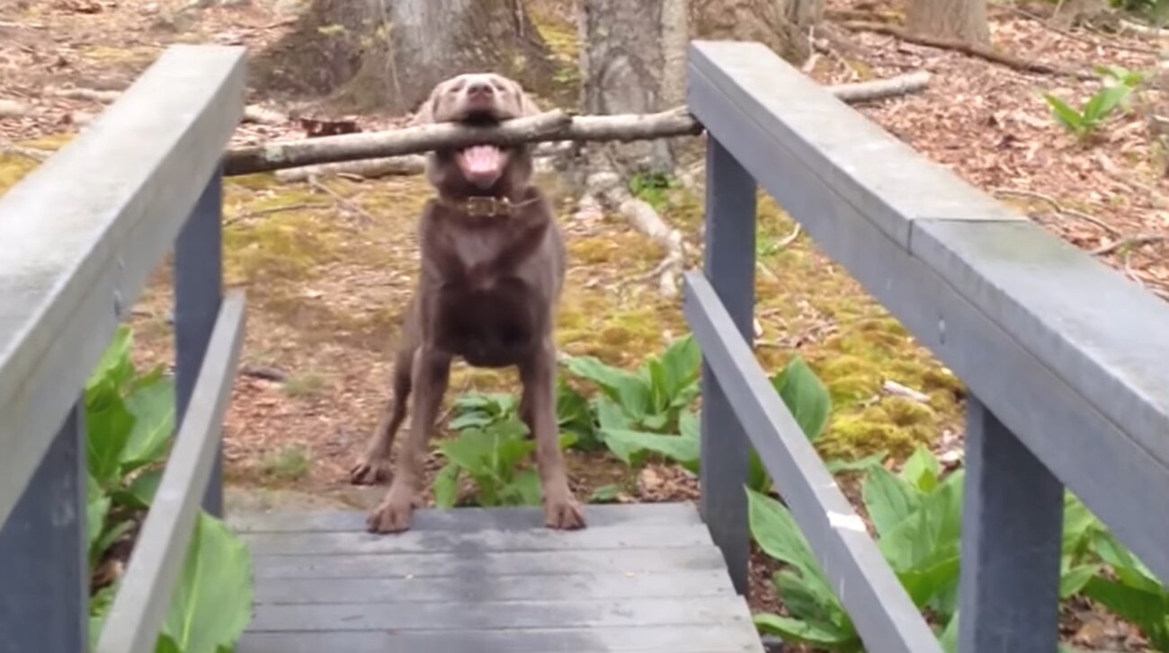 ラブラドールレトリーバー,動画