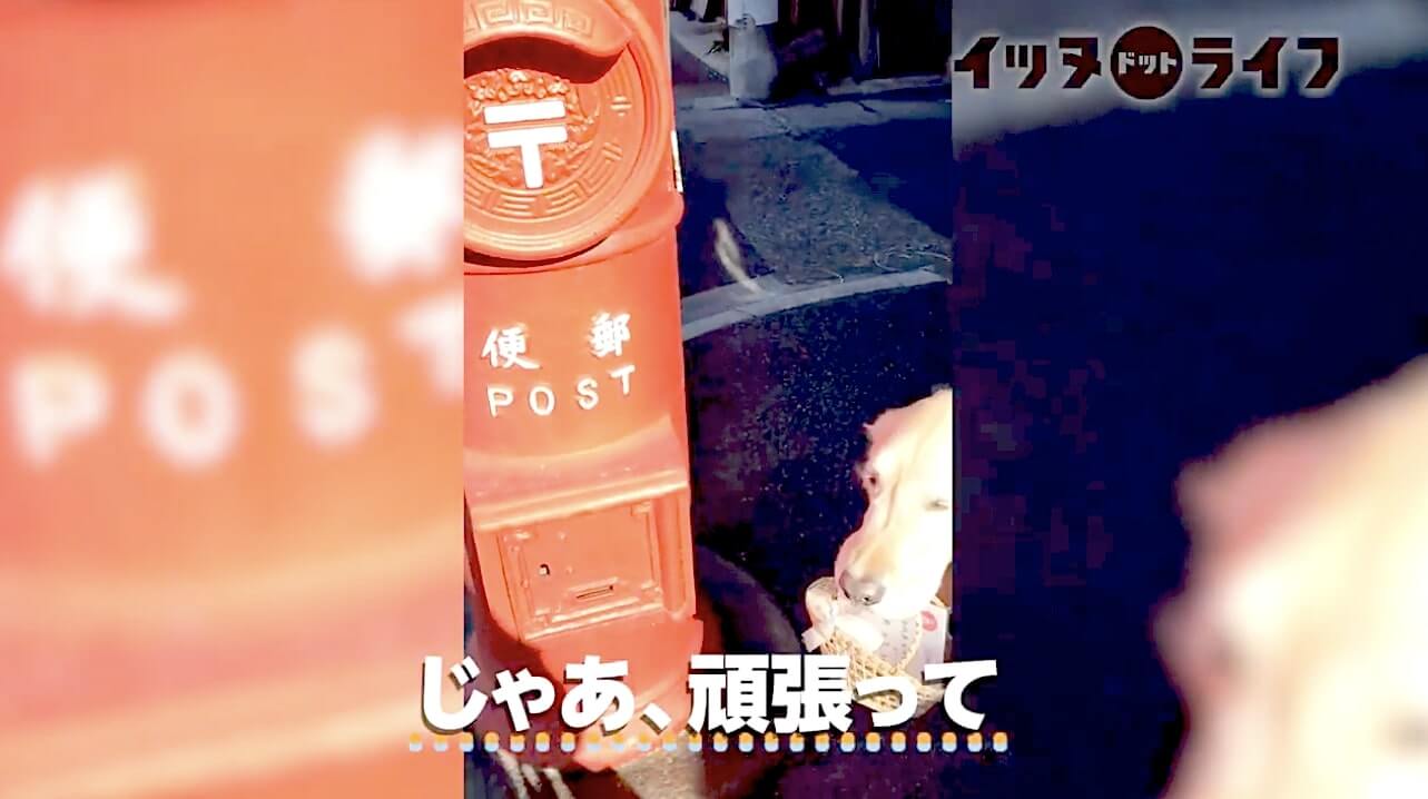 ゴールデンレトリーバー,動画,イッヌドットライフ