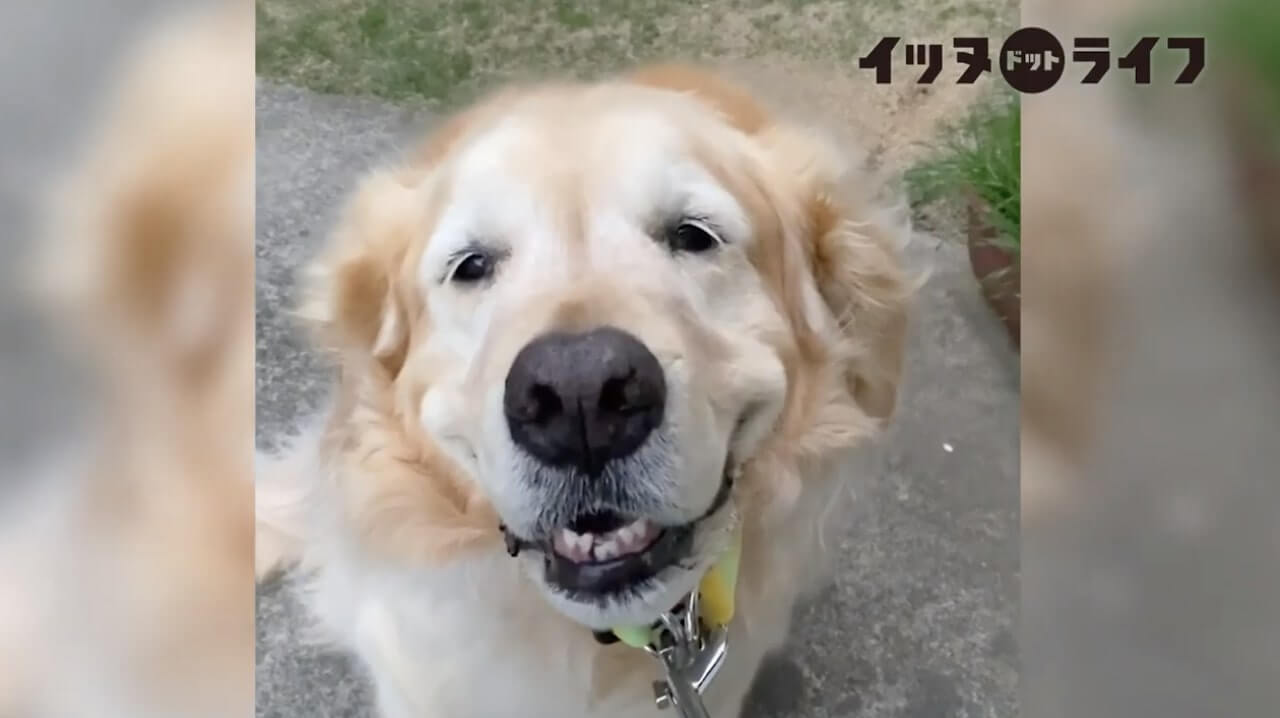 ゴールデン,動画,イッヌドットライフ