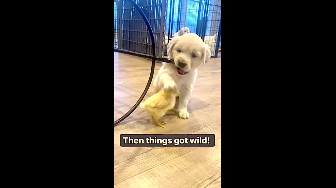 ゴールデンレトリーバー,動画