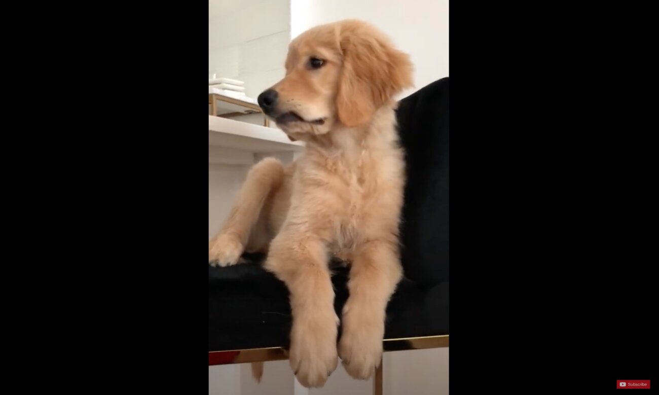 ゴールデンレトリーバー,動画