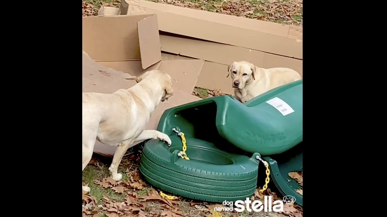 ラブラドールレトリーバー,動画