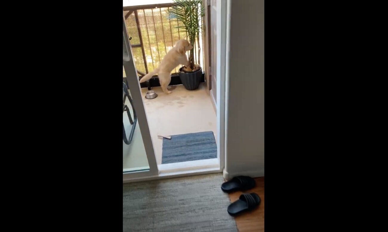 ゴールデンレトリーバー,動画