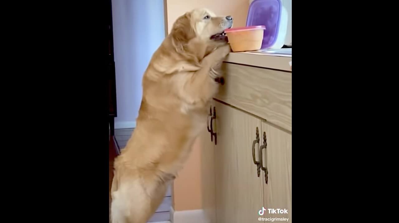 ゴールデンレトリーバー,動画