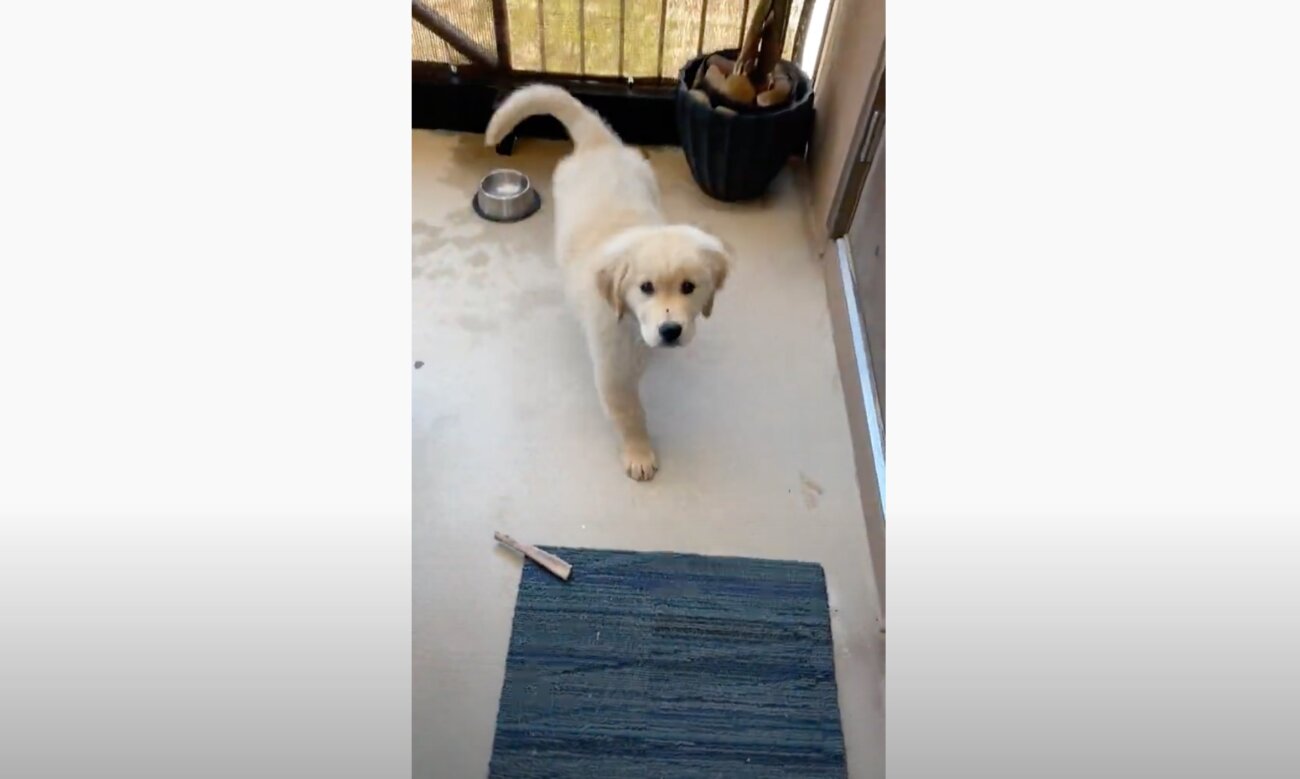 ゴールデンレトリーバー,動画