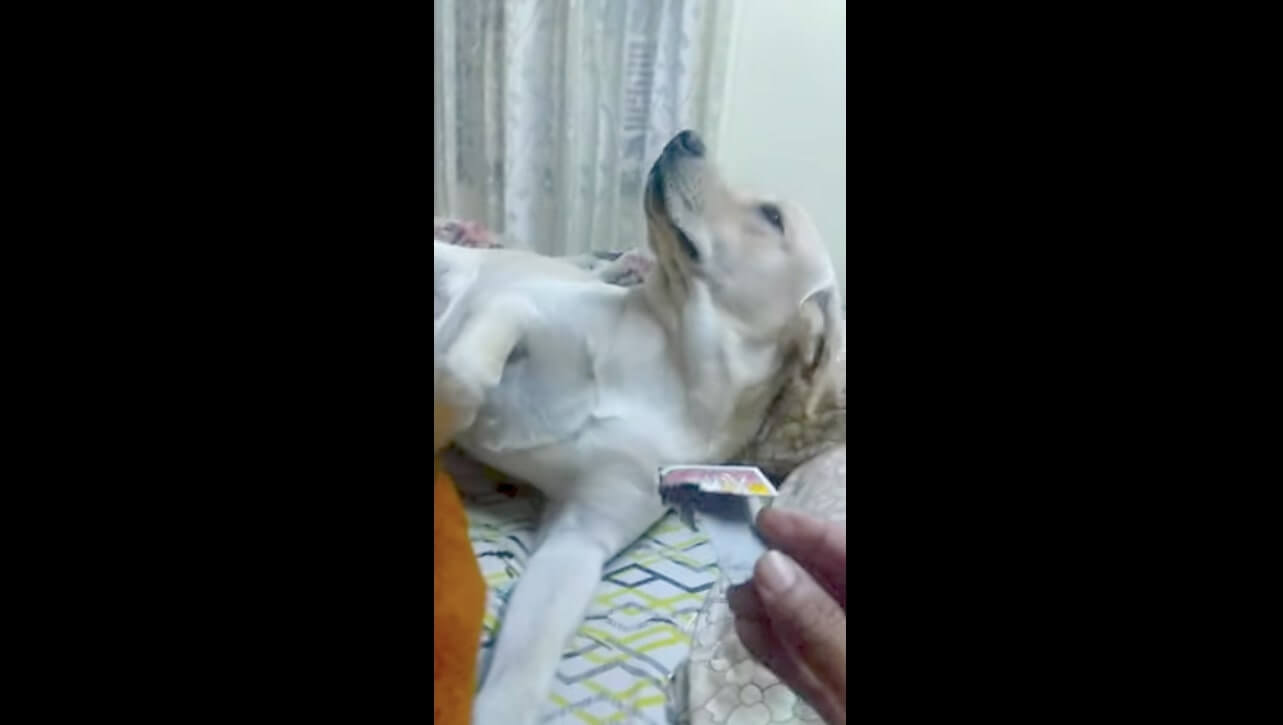 ラブラドールレトリーバー,動画