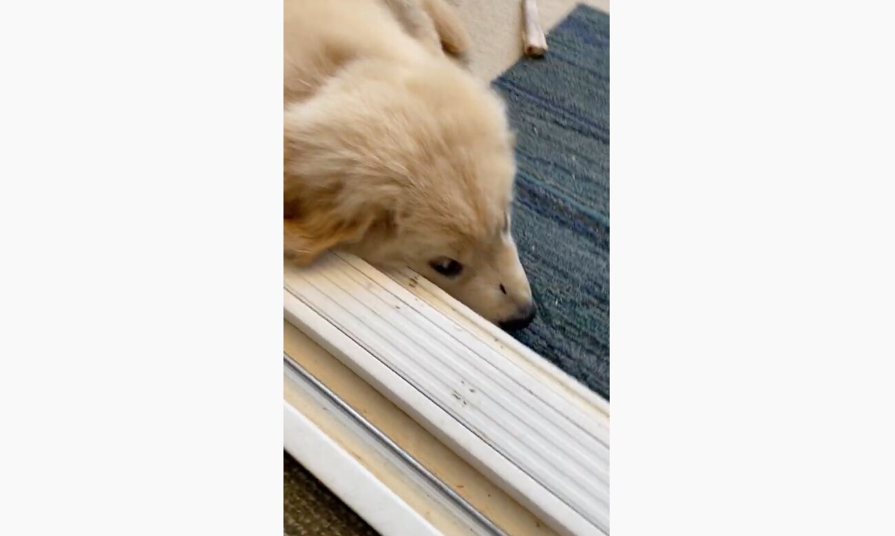 ゴールデンレトリーバー,動画