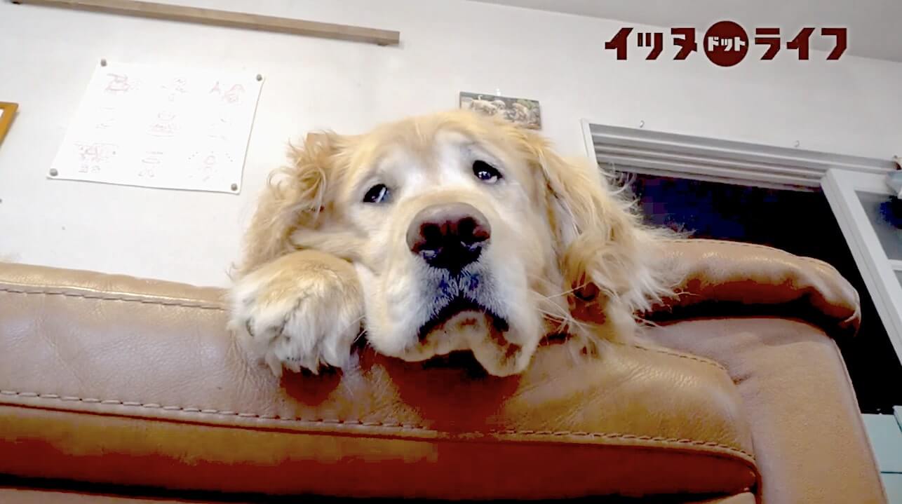 ゴールデン,動画,イッヌドットライフ