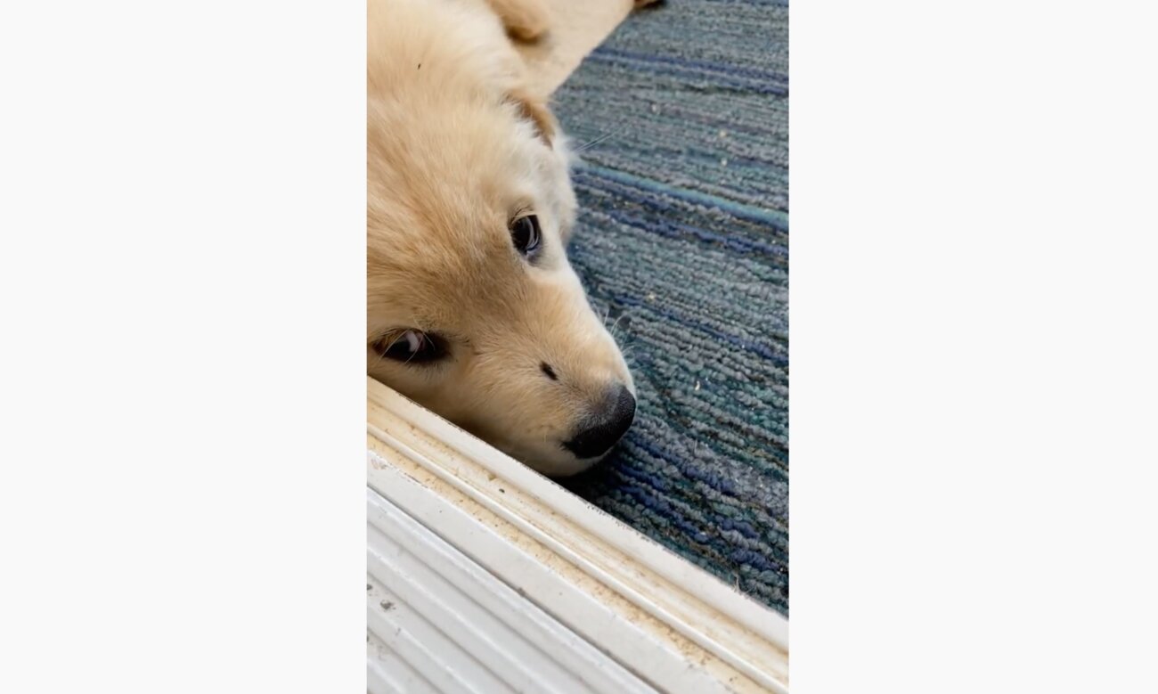 ゴールデンレトリーバー,動画