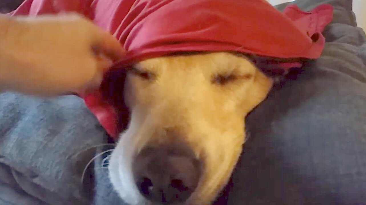 ゴールデンレトリーバー,動画