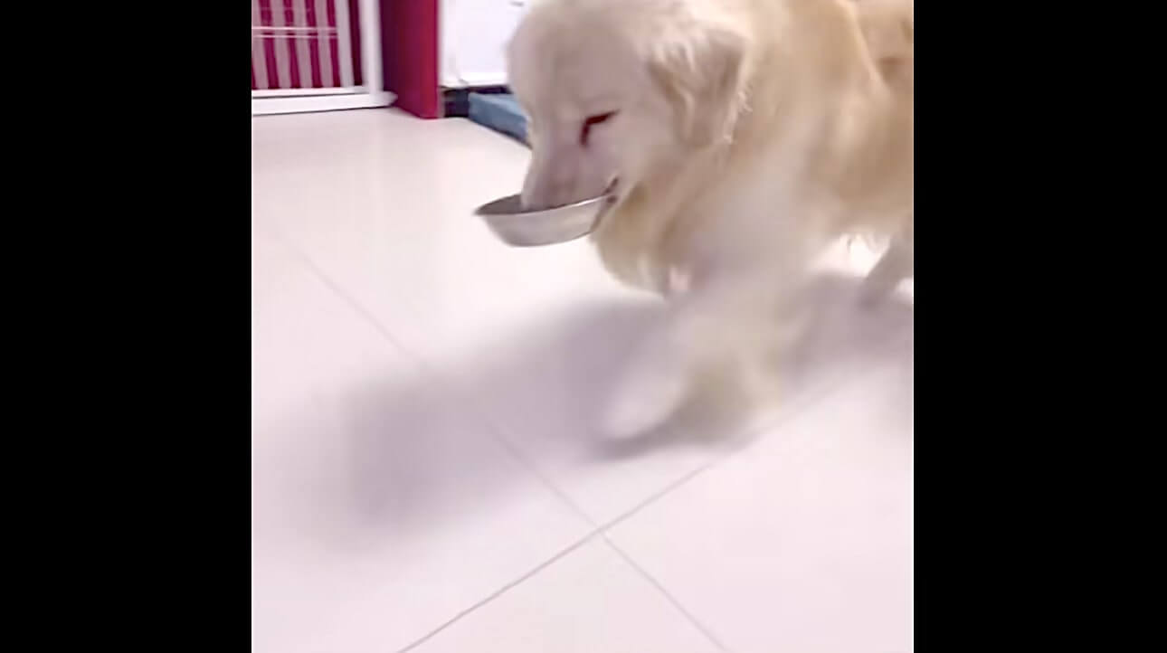 ゴールデンレトリーバー,動画