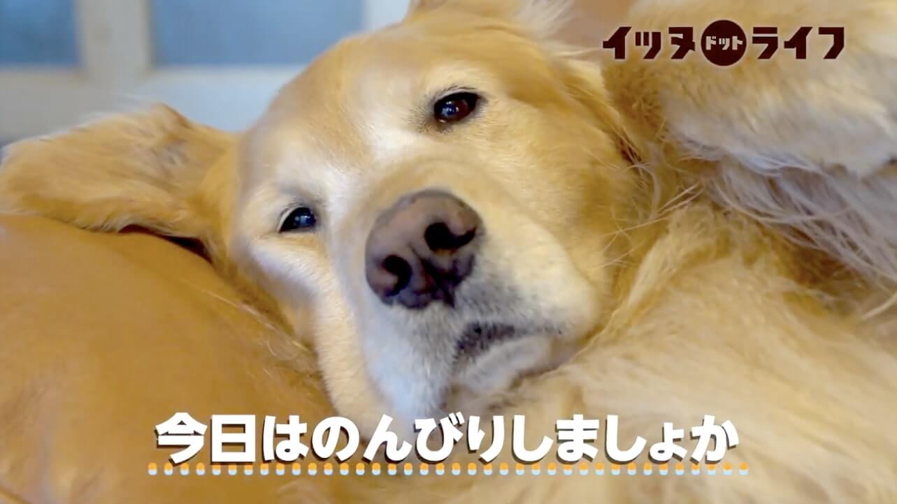 ゴールデンレトリーバー,動画,イッヌドットライフ