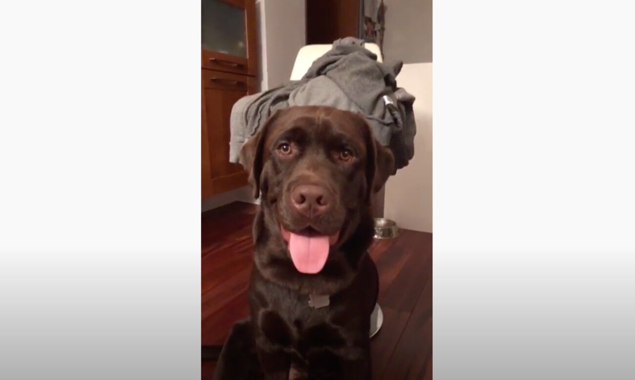 ラブラドールレトリーバー,動画