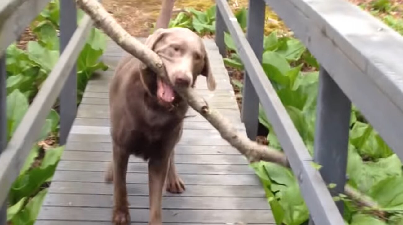 ラブラドールレトリーバー,動画